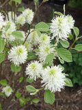 Mount Airy Dwarf Fothergilla (Fothergilla gardenii 'Mount Airy') - QT