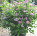 Little Princess Spiraea (Spiraea japonica 'Little Princess') - QT