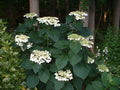 Haas Halo Smooth Hydrangea (Hydrangea arborescens 'Haas' Halo') - QT