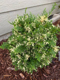 ‘Cream Tart’ Hinoki Cypress (Chamaecyparis obtusa ‘Cream Tart’ ) - QT