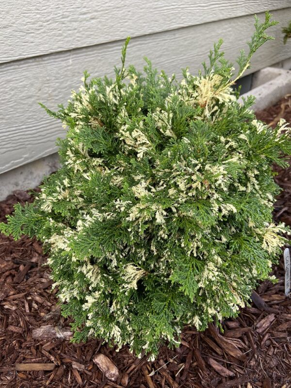 ‘Cream Tart’ Hinoki Cypress (Chamaecyparis obtusa ‘Cream Tart’ ) - QT