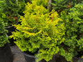 Gold Drop Hinoki False Cypress (Chamaecyparis obtusa 'Gold Drop' ) - QT