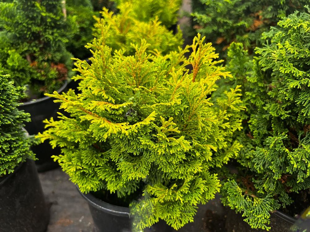 Gold Drop Hinoki False Cypress (Chamaecyparis obtusa 'Gold Drop' ) - QT