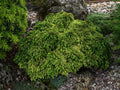 ‘Tenzan’ Japanese Cedar (Cryptomeria japonica ‘Tenzan’) - QT