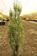 ‘Miniature’ Common Juniper (Juniperus communis ‘Miniature’) - QT