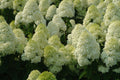 'Limelight' Panicle Hydrangea (Hydrangea paniculata 'Zwijnenburg') - 5 gallon 15-18"
