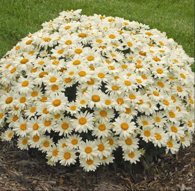 Whoops-a-Daisy Shasta Daisy (Leucanthemum x s. 'Whoops-A-Daisy') - 1 gallon