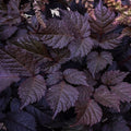Chocolate Shogun Astilbe (Astilbe 'Chocolate Shogun') - 1 gallon