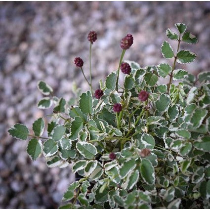 Little Angel Burnet (Sanguisorba little 'Angel') - 1 gallon