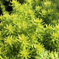 Angelina’s Teacup Stonecrop (Sedum angelinas 'Teacup') - 1 gallon