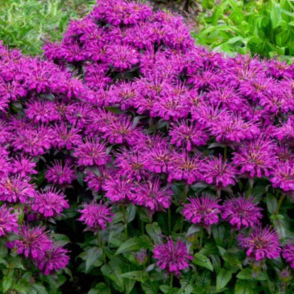 Sugar Buzz® Grape Gumball Bee Balm (Monarda 'Sugar Buzz Grape Gumball') - 1 gallon