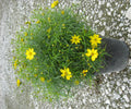 Zagreb Tickseed (Coreopsis verticillata 'Zagreb') - 1 gallon