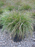 Hameln Fountain Grass (Pennisetum alopecuroides 'Hameln') - 3 gallon