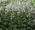 Husker Red Beardtongue (Penstemon digitalis 'Husker Red') - 1 gallon
