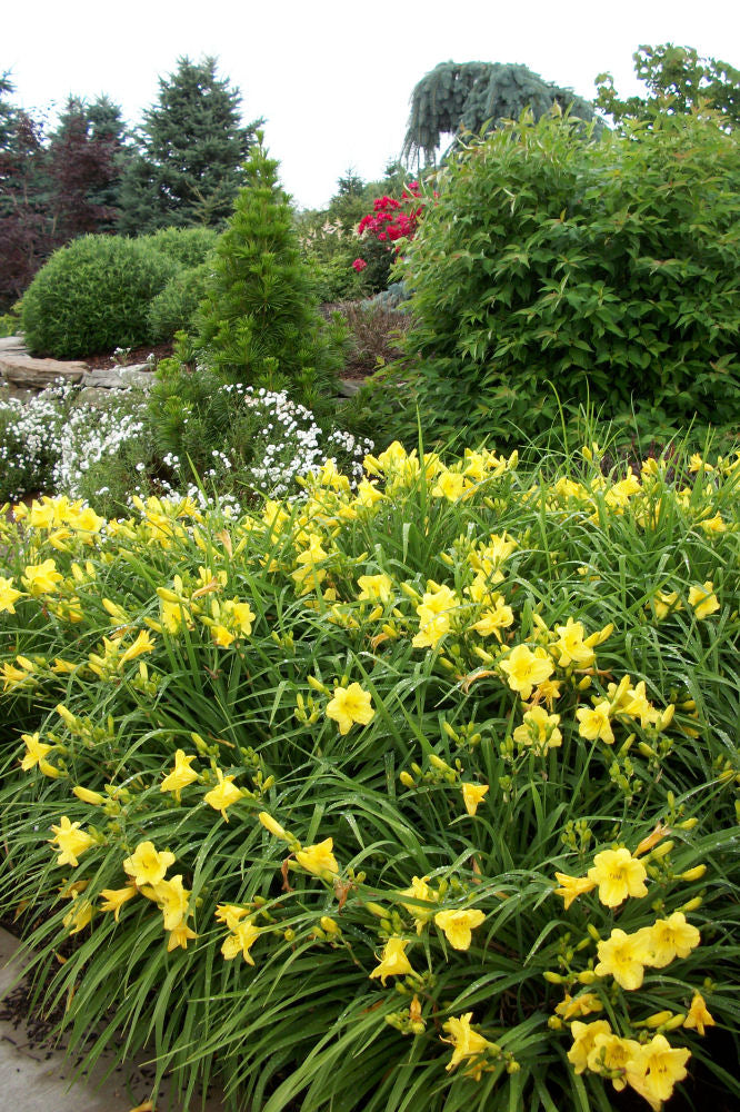 Happy Returns Daylily (Hemerocallis 'Happy Happy Returns') - 1 gallon