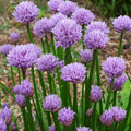 Chivette Chives (Allium chivette) - 1 gallon