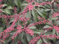 Dorothy Wycoff Andromeda (Pieris japonica 'Dorothy Wycoff') - 3 gallon 15"