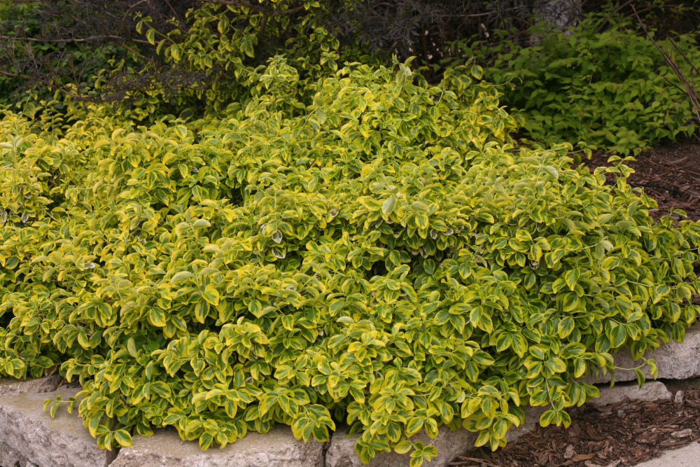 Gold Splash® Wintercreeper (Euonymus fortunei 'Roemertwo') - 2 gallon 10"