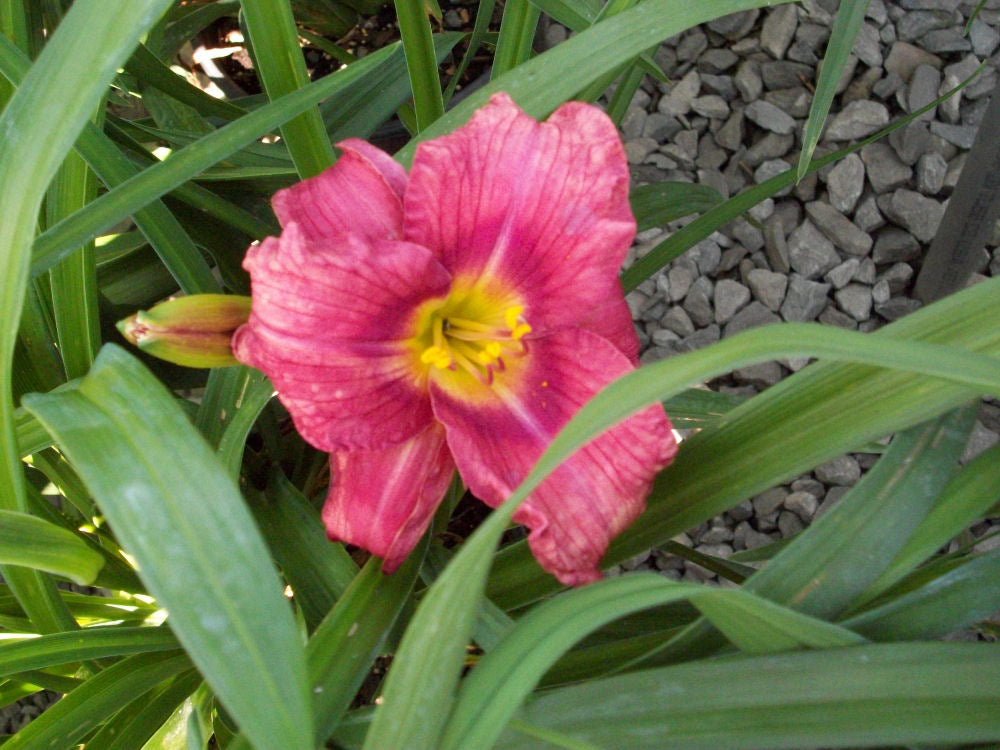 Rosy Returns Daylily (Hemerocallis rosy 'Rosy Returns') - 1 gallon