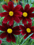 Li’l Bang™ Red Elf Tickseed (Coreopsis x 'Lil Bang Red Elf') - 1 gallon