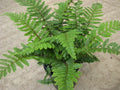 Tassel Fern (Polystichum polyblepharum 'Tassel') - QT
