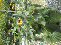Black-Eyed Susan (Rudbeckia fulgida 'Goldsturm') - QT