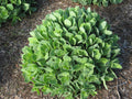 Autumn Joy Stonecrop (Sedum 'Autumn Autumn Joy') - QT