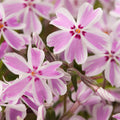 Candy Stripe Creeping Phlox (Phlox subulata 'Candy Stripe') - 1 gallon