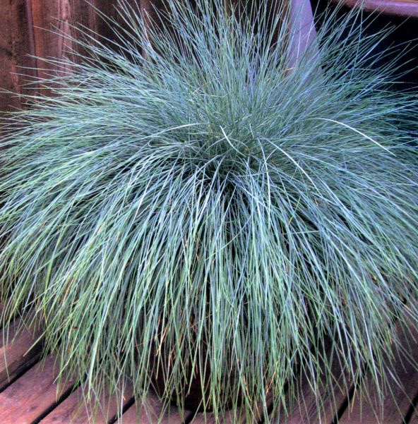 Beyond Blue™ Festuca (Festuca 'F.G. Beyond Blue') - 2 gallon