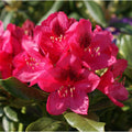 Nova Zembla Rhododendron (Rhododendron nova 'Nova Zembla') - 1 gallon 6"
