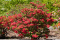 First Editions® Electric Lights™ Red Azalea (Rhododendron ‘UMNAZ 502’) - 3 gallon 15"