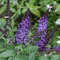 Pugster Blue® Butterfly Bush (Buddleia 'Pugster Blue') - 3 gallon