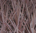 Red Sensation Cordyline (Cordyline australis 'Red Sensation') - 1 gallon