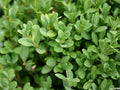 Green Gem Boxwood (Buxus microphylla 'Green Gem') - 3 gallon 12"