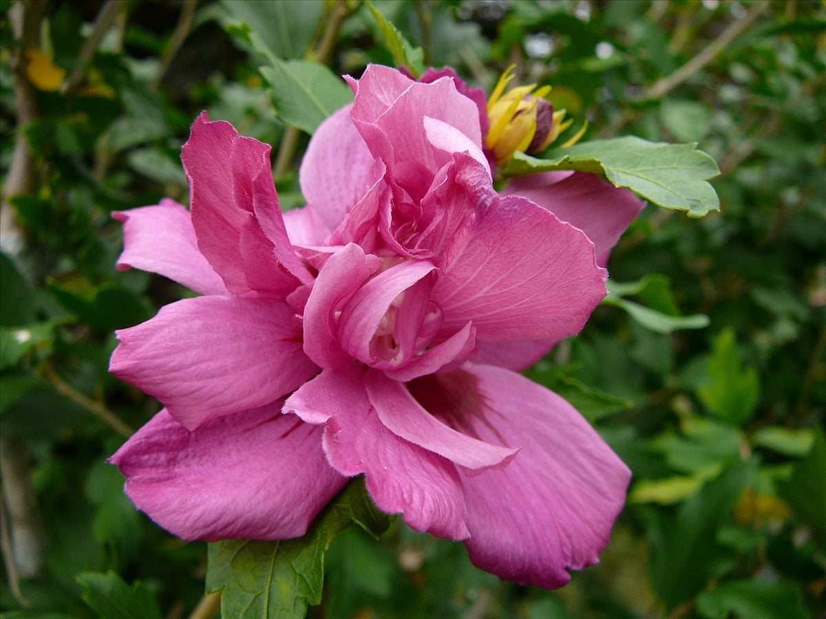 Lucy Rose of Sharon (Hibiscus syriacus 'Lucy') - 3 gallon 18"