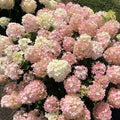 Fire Light Tidbit® Panicle Hydrangea (Hydrangea 'P Fire Light Tidbit') - 3 gallon