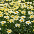 Amazing Daisies® 'Banana Cream II' Shasta Daisy (Leucanthemum S 'Banana Cream 2') - 1 gallon