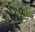 Forever Emerald™ Inkberry (Ilex glabra 'Forever Emerald') - 3 gallon 12"