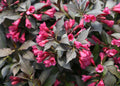 Spilled Wine® Weigela (Weigela spilled 'Bokraspiwi') - 1 gallon