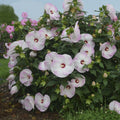 Summerific® 'Ballet Slippers' Rose Mallow (Hibiscus x 'Summerific Ballet Slippers') - 1 gallon
