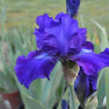 Dashing Reblooming German Iris (Iris germanica 'Dashing') - 1 gallon