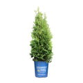 Private Jet™ Arborvitae (Thuja occidentalis Private Jet  'King of Brabant') - 1 gallon