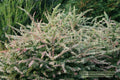 Sunjoy Sequins® Barberry (Berberis thunbergii 'Sunjoy Seguins') - 2 gallon 10"