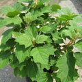 Alice Oak Leaf Hydrangea (Hydrangea quercifolia 'Alice') - 2 gallon