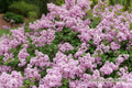 Bloomerang Purpink® Reblooming Lilac (Syringa x pubescens Bloomerang Purpink®) - 3 gallon 15"