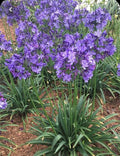 Poppin' Star Lily of the Nile (Agapanthus 'Poppin' Star') - 1 gallon