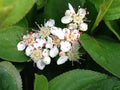 Low Scape Mound® Chokeberry (Aronia 'Low Scape Mound') - QT
