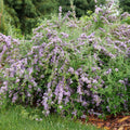 Mop Top® Fountain Butterfly Bush (Buddleia alternifolia Mop Top®) - QT