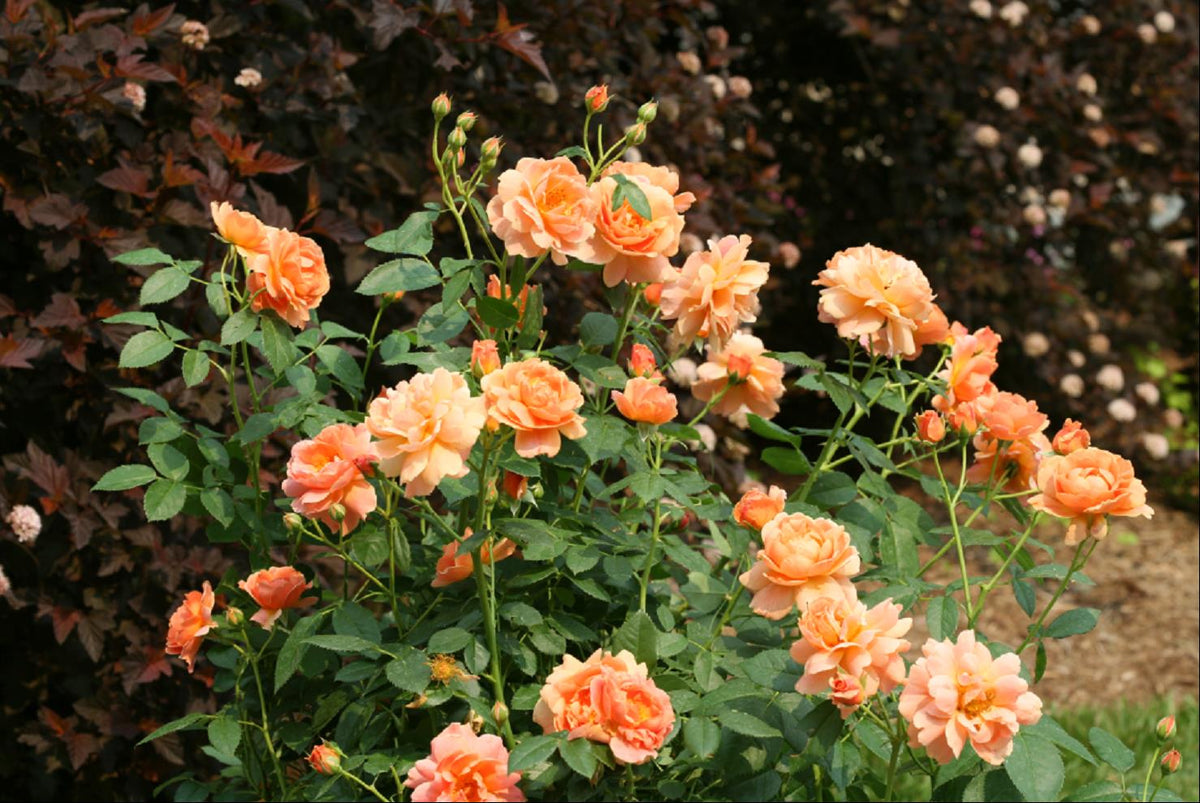 At Last® Rose (Rosa 'S At Last') - QT