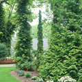 Sting® Arborvitae (Thuja occidentalis 'Sting') - QT